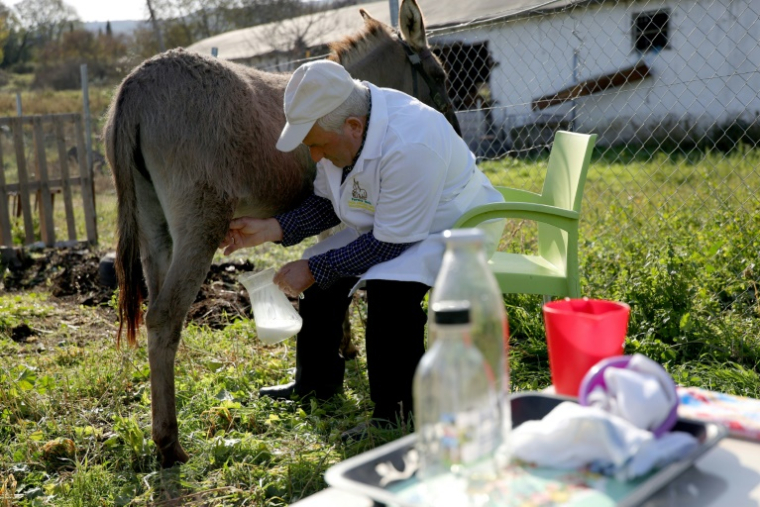 Le fermier Veiz Basha trait une ânesse pour récupérer son lait dans sa ferme de Reiz, près de Gjirokaster, le 28 novembre 2024 en Albanie ( AFP / Adnan Beci )