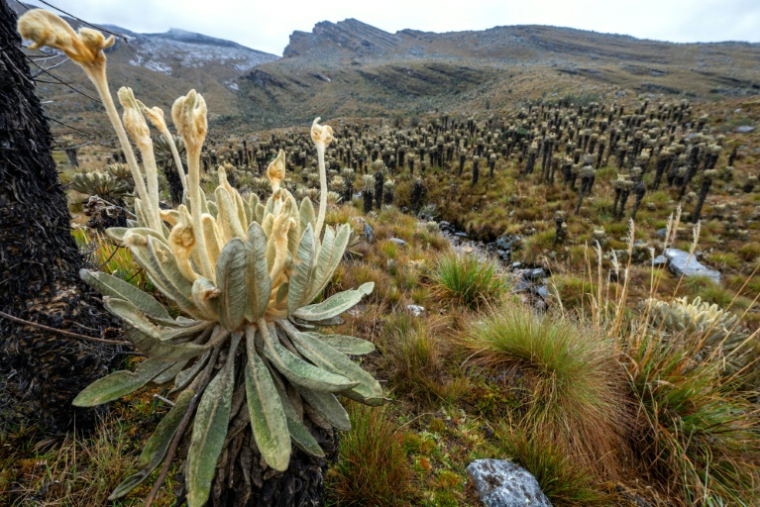 Vue de frailejones (Espeletia pycnophylla) dans le parc naturel national El Cocuy dans la province de Boyacá, Colombie, le 19 avril 2024. ( AFP / Luis ACOSTA )