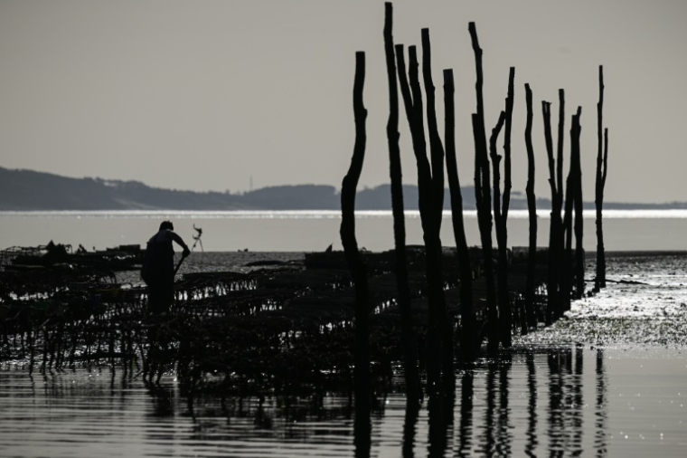 Un ostréiculteur travaille au large d'Arcachon, dans la Gironde, le 18 décembre 2024 ( AFP / Philippe LOPEZ )