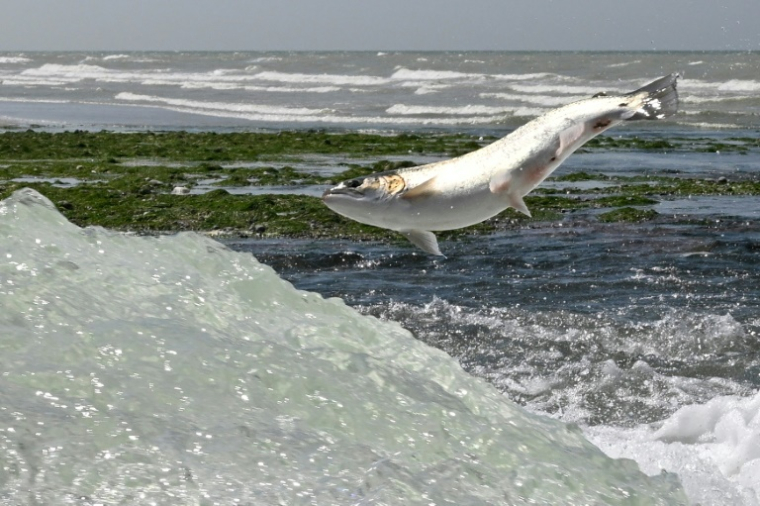 Un saumon remonte la rivière Saane pour frayer à Quiberville en Seine-Maritime France, le 22 juin 2022 ( AFP / Damien MEYER )