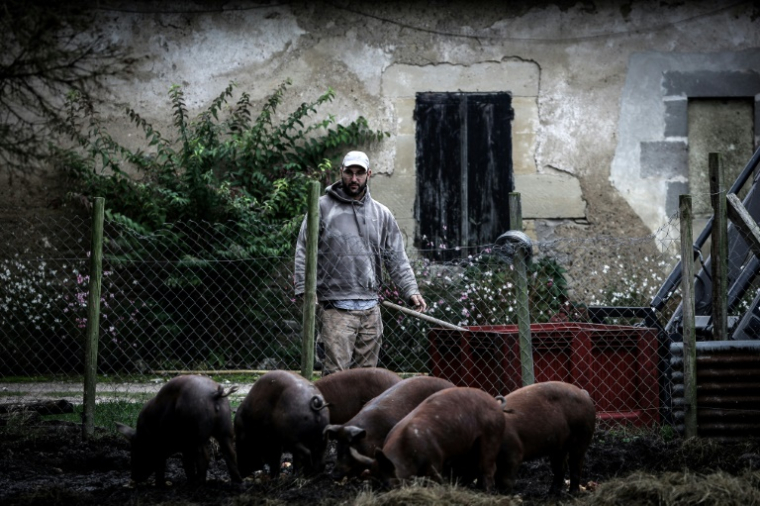 L'agriculteur Jérôme Caze, qui exploite une ferme maraîchère, un élevage de poulets et de porcs, nourrit ses porcs à Meilhan-sur-Garonne, le 3 octobre 2024 dans le Lot-et-Garonne ( AFP / Thibaud MORITZ )