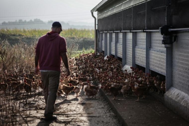 L'agriculteur Jérôme Caze, exploite une ferme maraîchère, un élevage de poulets et de porcs, à Meilhan-sur-Garonne, le 24 octobre 2024 dans le Lot-et-Garonne ( AFP / Thibaud MORITZ )