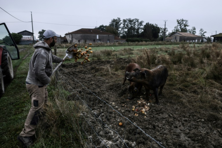 L'agriculteur Jérôme Caze, qui exploite une ferme maraîchère, un élevage de poulets et de porcs, nourrit ses porcs à Meilhan-sur-Garonne, le 3 octobre 2024 dans le Lot-et-Garonne ( AFP / Thibaud MORITZ )