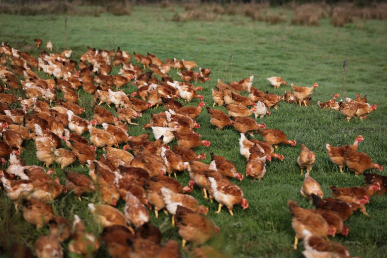 Des poules dans un champ de la ferme de l'agriculteur Jérôme Caze, à Meilhan-sur-Garonne, le 24 octobre 2024 dans le Lot-et-Garonne ( AFP / Thibaud MORITZ )