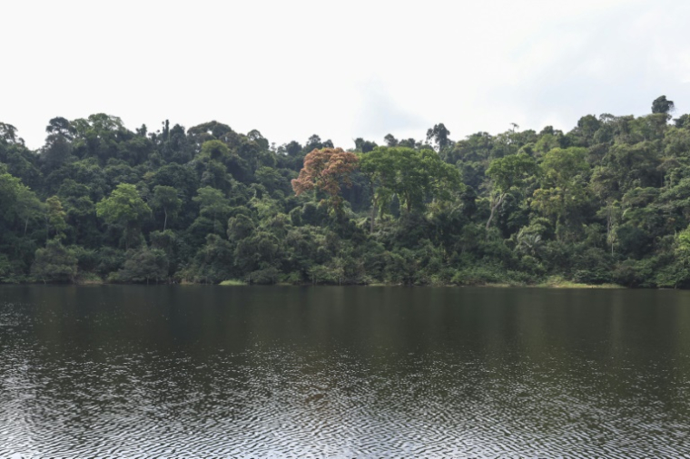 La végétation au bord du lac Ossa à Dizangue, le 10 décembre 2024 au Cameroun ( AFP / Daniel Beloumou Olomo )