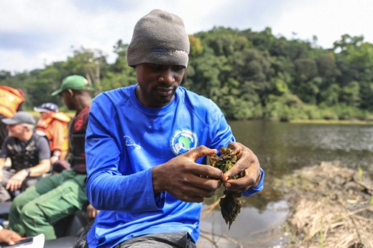 Thierry Aviti, responsable des habitats d'eau douce et chercheur à l'université de Douala, recherche des charançons dans une touffe de salvinia sur le lac Ossa, à Dizangue, le 10 décembre 2024 au Cameroun ( AFP / Daniel Beloumou Olomo )