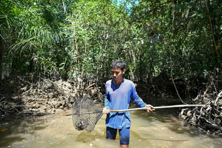 Pirun Kla-Talay, qui a perdu ses parents lors du tsunami de 2004, ramasse des crabes dans le district de Bang Wa, dans la province de Phang Nga, le 19 novembre 2024 en Thaïlande ( AFP / Manan VATSYAYANA )